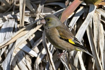 オオカワラヒワ 野比海岸 2022年2月6日(日)