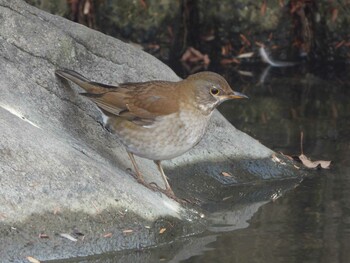 2022年2月6日(日) 千里南公園の野鳥観察記録