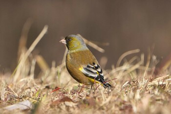 カワラヒワ 日岡山公園 2022年2月5日(土)