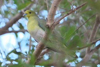 White-bellied Green Pigeon 日岡山公園 Sat, 2/5/2022