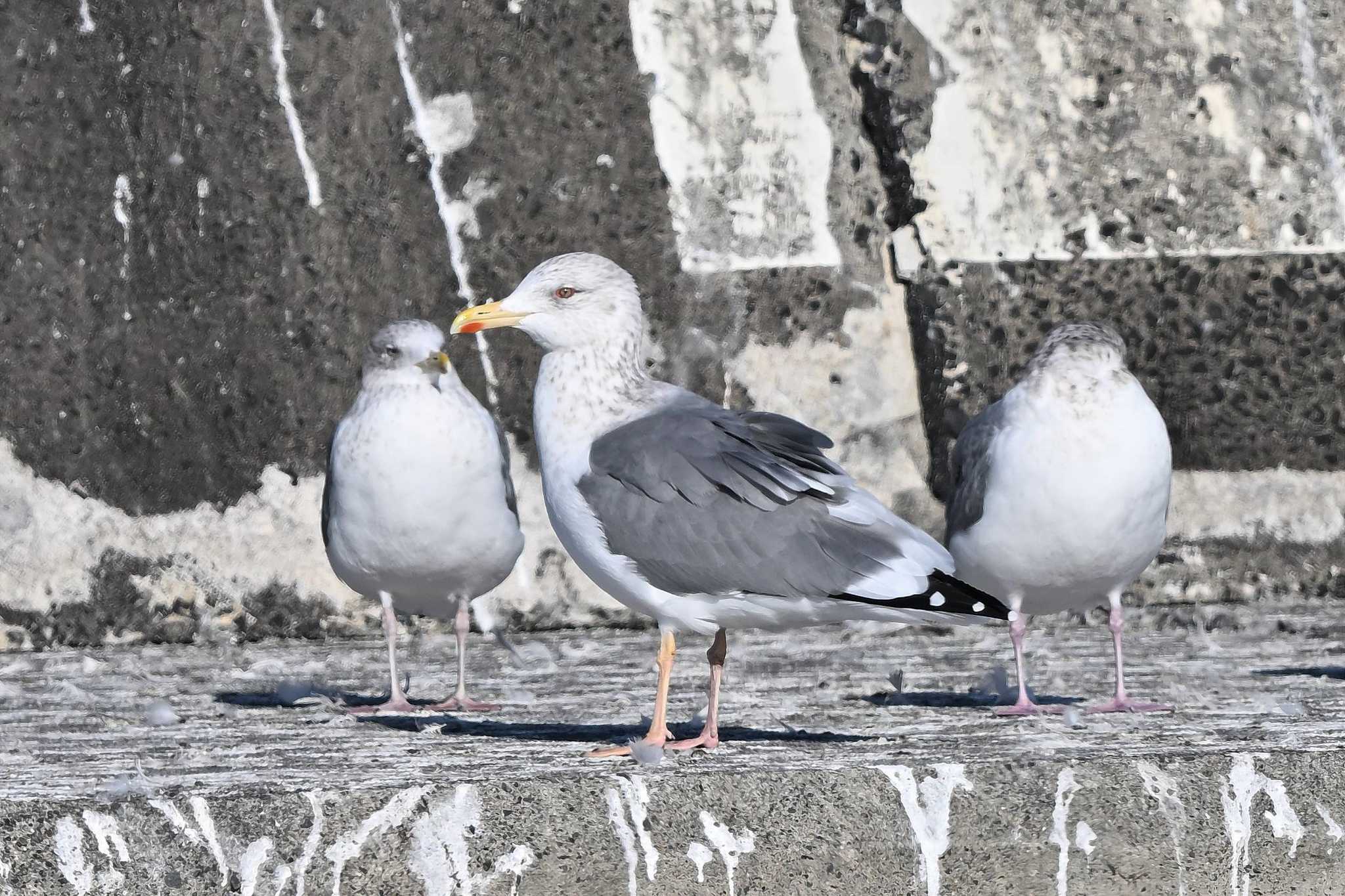 Photo of Lesser Black-backed Gull at 銚子港 by ダイ