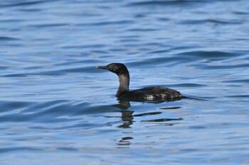 ヒメウ 銚子港 2022年2月6日(日)