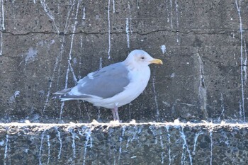 Glaucous-winged Gull 銚子港 Sun, 2/6/2022