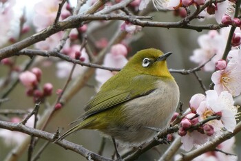 メジロ 小石川植物園 2022年2月6日(日)