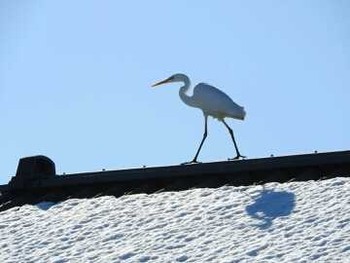 ダイサギ 狭山池（携帯用写真） 撮影日未設定