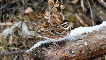 カシラダカ 佐久広域(美笹湖・杉の木貯水池・駒場公園・滑津川) 2022年2月6日(日)