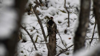 アカゲラ 佐久広域(美笹湖・杉の木貯水池・駒場公園・滑津川) 2022年2月6日(日)