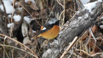 ジョウビタキ 佐久広域(美笹湖・杉の木貯水池・駒場公園・滑津川) 2022年2月6日(日)