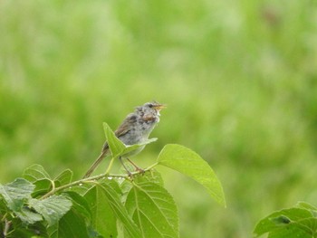 ウグイス あきる野市切欠付近秋川 2017年6月22日(木)