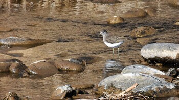 クサシギ 佐久広域(美笹湖・杉の木貯水池・駒場公園・滑津川) 2022年2月6日(日)