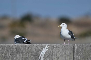 オオセグロカモメ 銚子港 2022年2月6日(日)