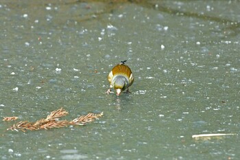 カワラヒワ 青葉山公園 2022年2月6日(日)