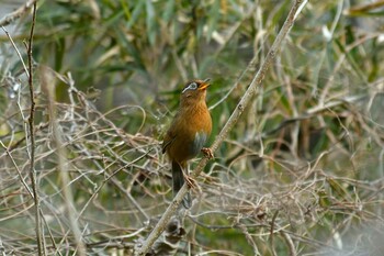 ガビチョウ 青葉山公園 2022年2月6日(日)