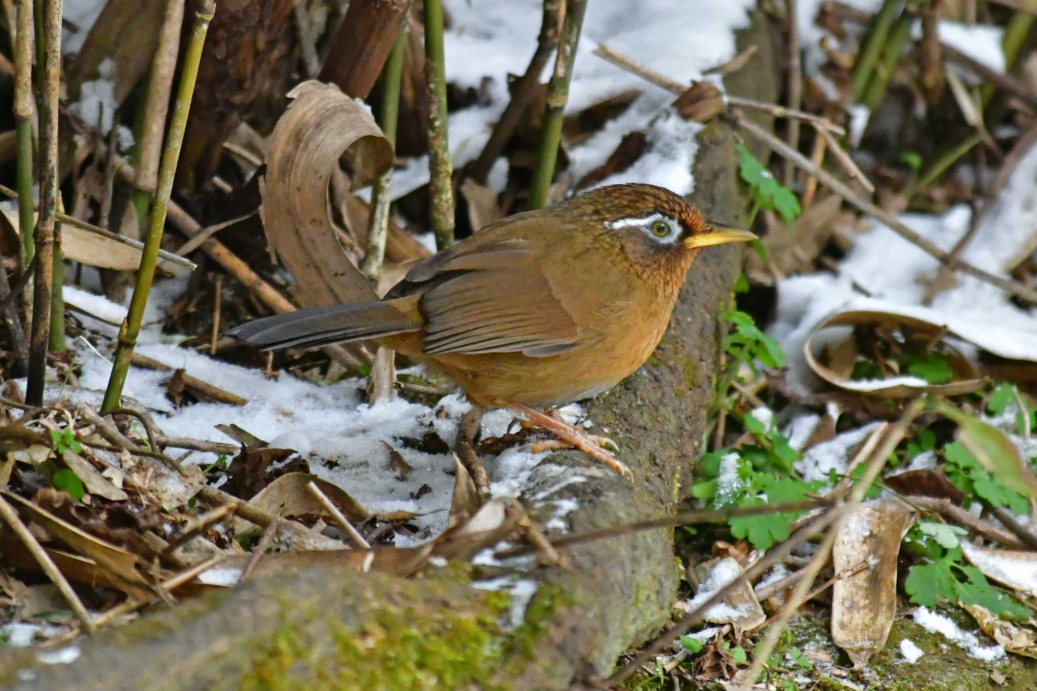 青葉山公園 ガビチョウの写真 by Keiichi TAKEDA