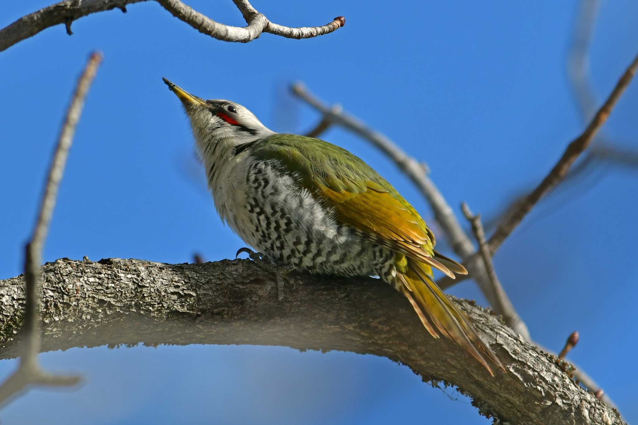 青葉山公園 アオゲラの写真 by Keiichi TAKEDA