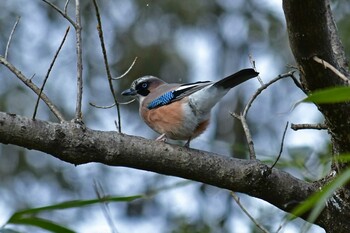 カケス 青葉山公園 2022年2月6日(日)