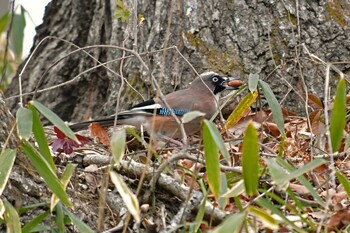 カケス 青葉山公園 2022年2月6日(日)