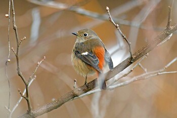 ジョウビタキ 青葉山公園 2022年2月6日(日)