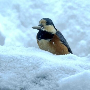 Varied Tit 福井県大野市自然観察センター Sat, 1/21/2017