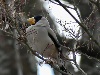 2022年2月6日(日) 弘法山公園の野鳥観察記録