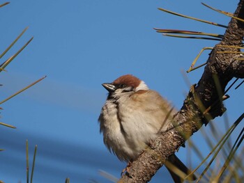 Eurasian Tree Sparrow 淀川河川公園 Sat, 2/5/2022