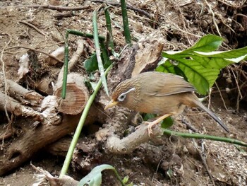 2022年2月4日(金) 富岡公園の野鳥観察記録