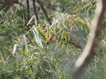 Sun, 2/6/2022 Birding report at 東京工業大学すずかけ台キャンパス