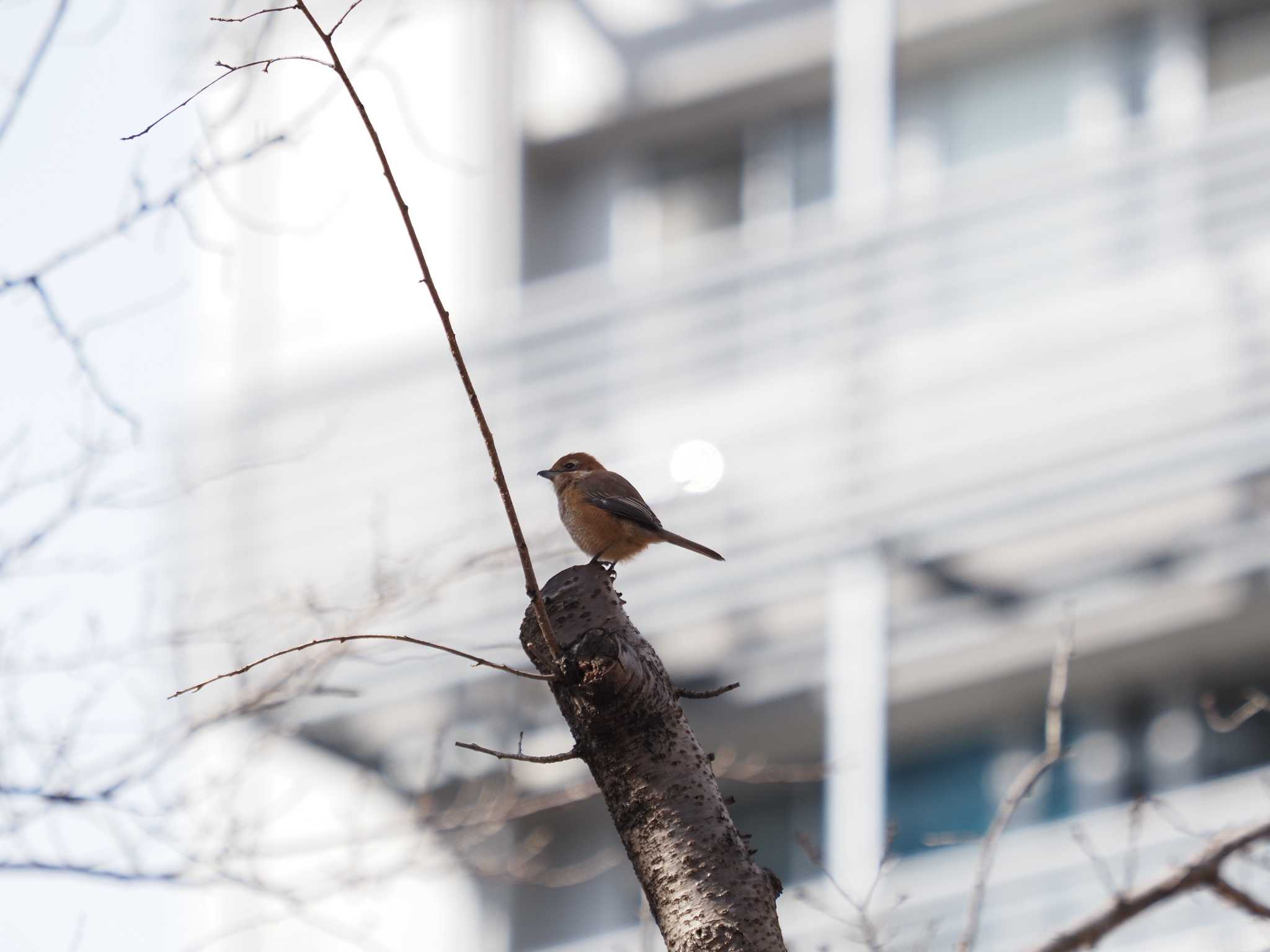 東京工業大学すずかけ台キャンパス モズの写真 by monman53