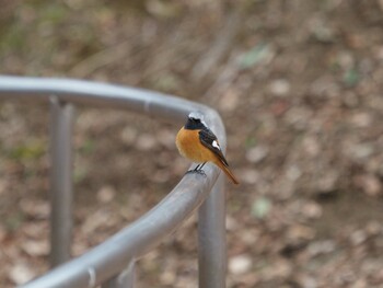 2022年2月6日(日) 長津田みなみ台公園の野鳥観察記録