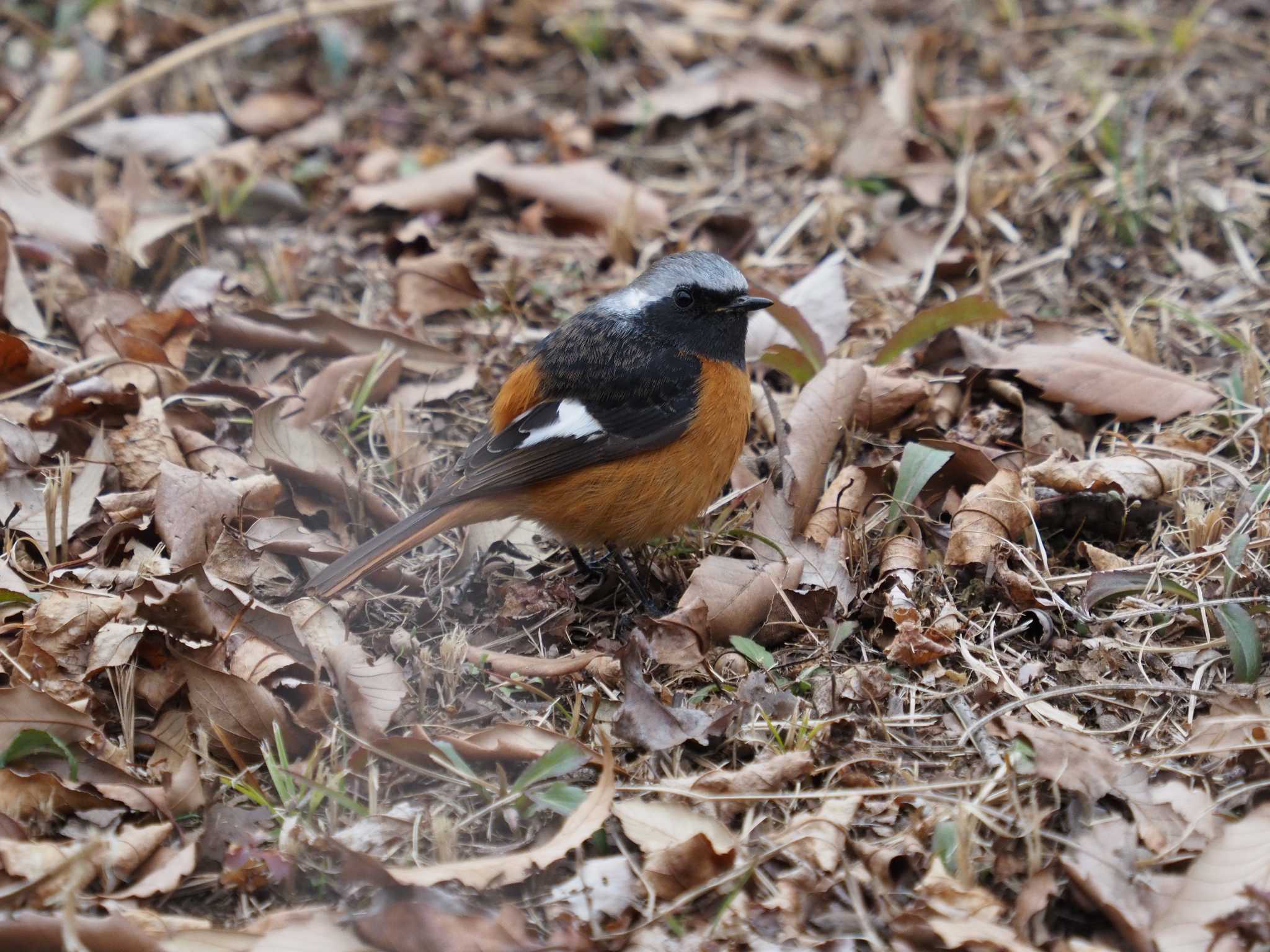 長津田みなみ台公園 ジョウビタキの写真 by monman53