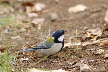 シジュウカラ 小宮公園(八王子) 2022年2月6日(日)