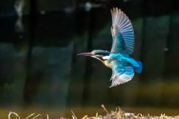 Common Kingfisher 東京都 Sat, 2/5/2022