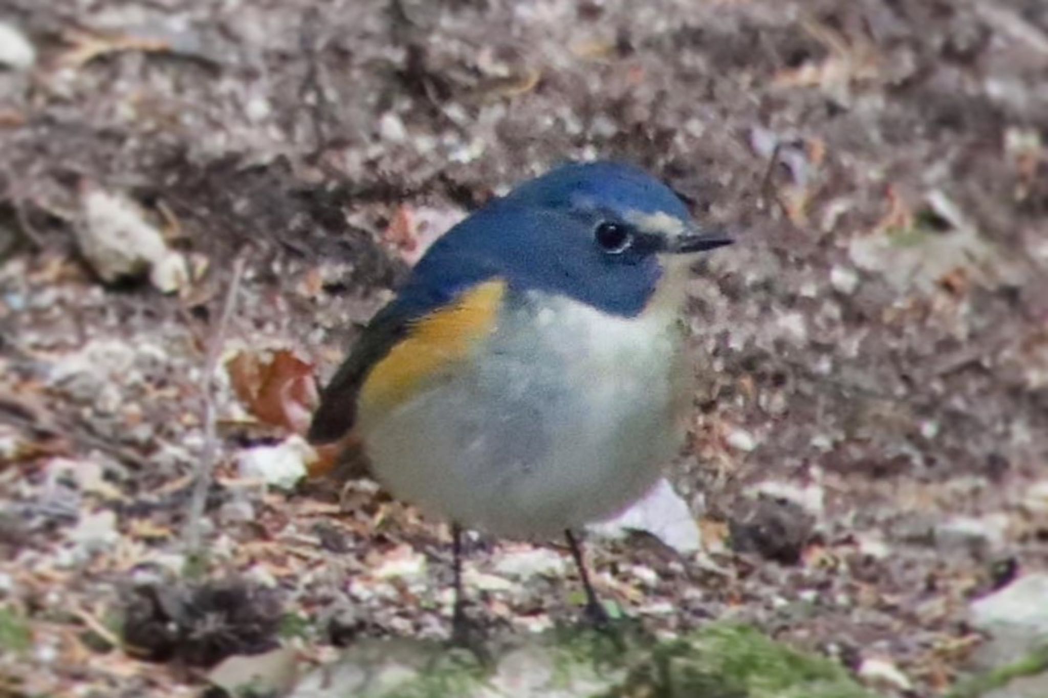 Photo of Red-flanked Bluetail at 書冩山圓教寺 by ゆみママ