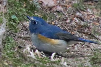 Red-flanked Bluetail 書冩山圓教寺 Sat, 1/22/2022