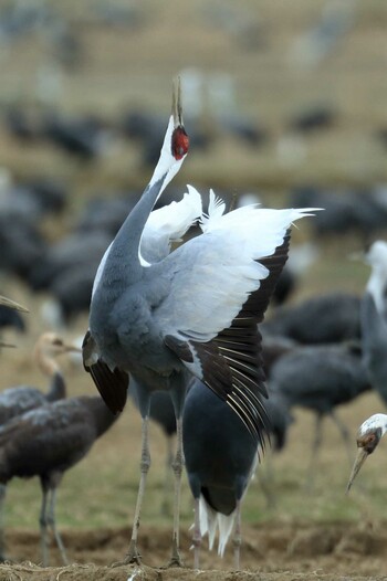 White-naped Crane Izumi Crane Observation Center Sun, 1/30/2022