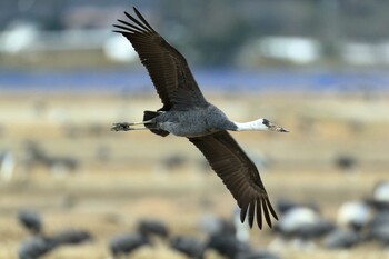 Hooded Crane Izumi Crane Observation Center Sun, 1/30/2022