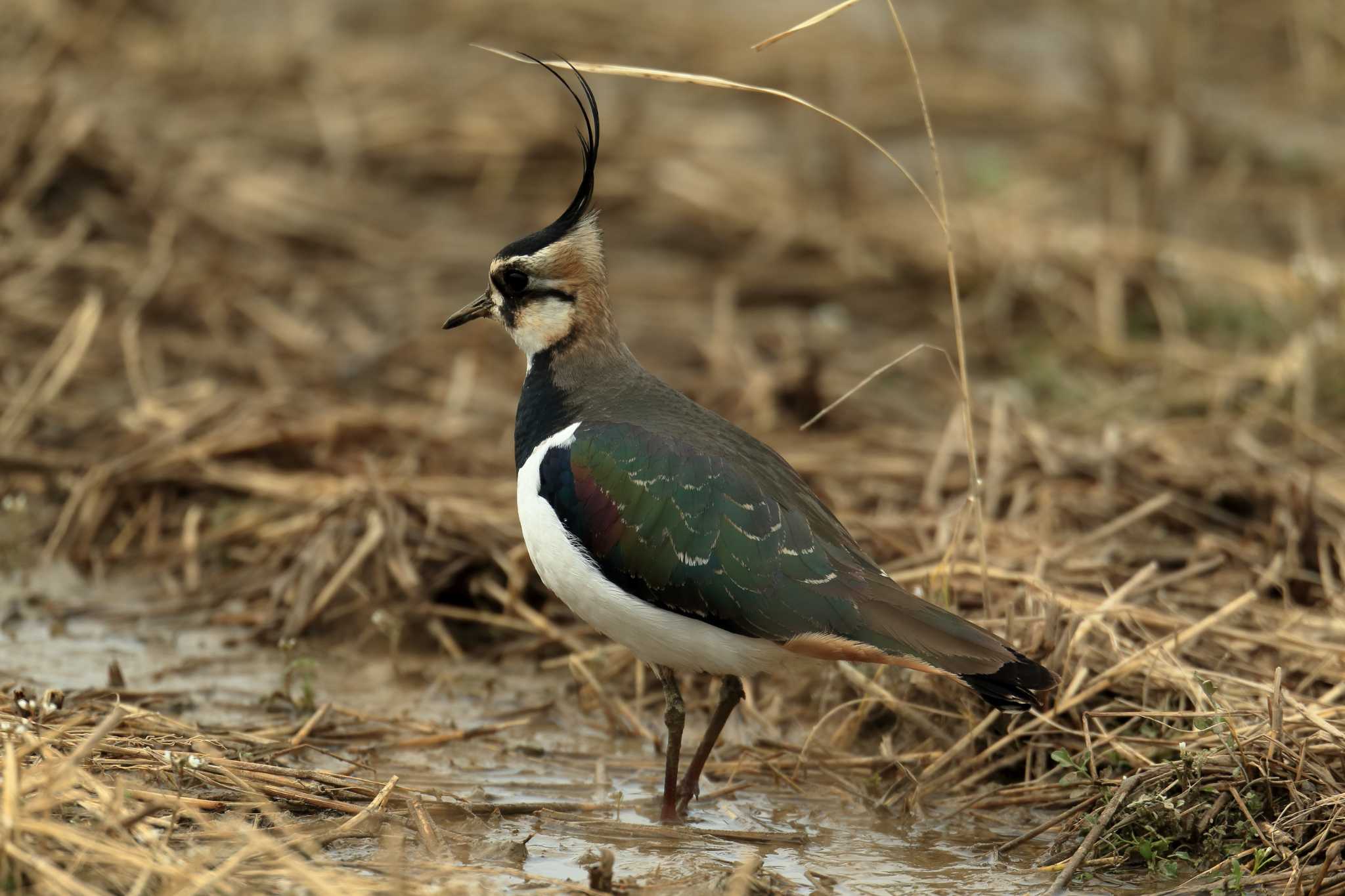 Photo of Northern Lapwing at Izumi Crane Observation Center by 哲庵（てつあん）