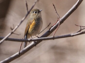 Red-flanked Bluetail 武田の杜 Sat, 2/5/2022