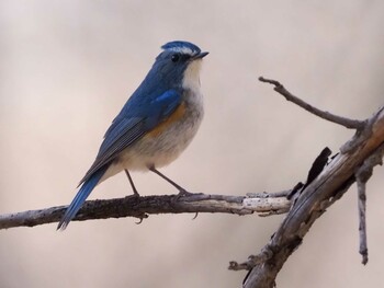 Red-flanked Bluetail 武田の杜 Sat, 2/5/2022