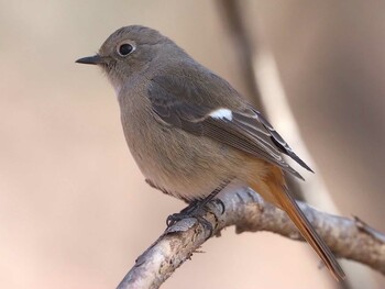 Daurian Redstart 武田の杜 Sat, 2/5/2022