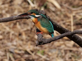 Common Kingfisher 洗足池 Sun, 2/6/2022