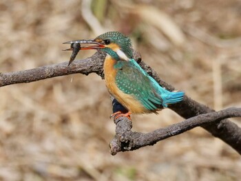 カワセミ 洗足池 2022年2月6日(日)