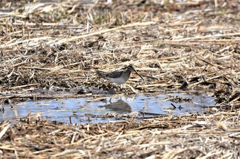 タシギ 水元公園 2022年2月6日(日)