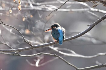 2022年2月6日(日) 水元公園の野鳥観察記録