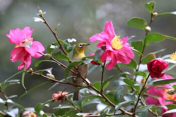 メジロ 明石公園 2021年12月12日(日)