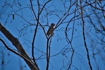 2022年1月31日(月) 北本自然観察公園の野鳥観察記録