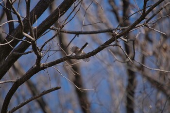 エナガ 北本自然観察公園 2022年1月31日(月)