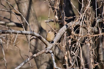 ジョウビタキ 北本自然観察公園 2022年1月31日(月)