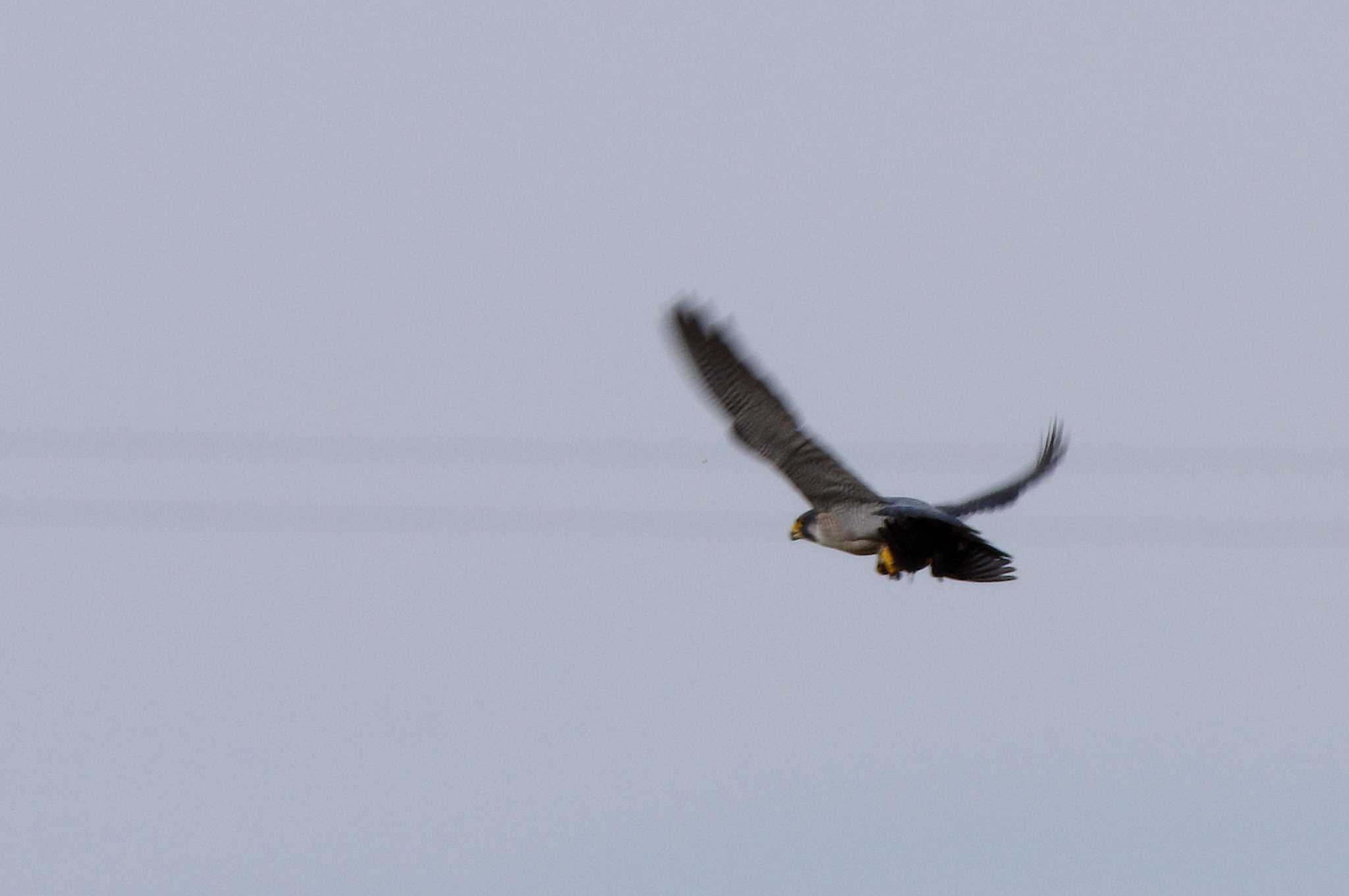 Photo of Peregrine Falcon at 杭瀬川スポーツ公園 by KERON