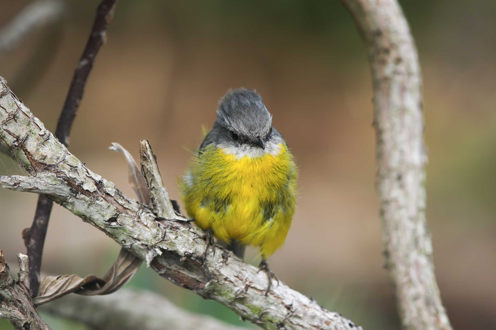 Photo of Eastern Yellow Robin at Twelve Apostles Motel & Country Retreat by Trio